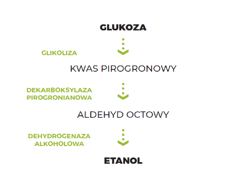 konwersja glukozy do etanolu fermentacja alkoholowa